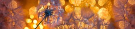 Кухонный фартук Мерцание Одуванчики золотистые 3 серебро в Горно-Алтайске - gorno-altajsk.katalogmebeli.com | фото